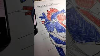 Human heart diagram ❗ shorts ytshorts mbbs [upl. by Hephzipah]