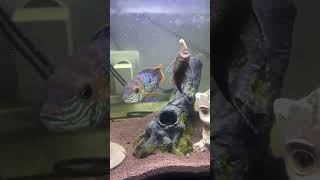 Обед у Анциструсов aquarium fish акара andinoacara [upl. by Audrey]