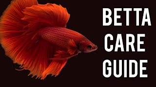 Betta Fish Care Guide What You Need to Know [upl. by Meunier]