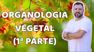 Organologia Vegetal  Raiz 1ª parte [upl. by Strait363]