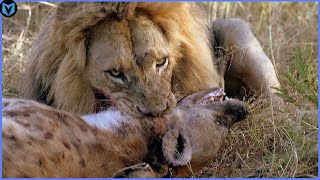 15 Most Incredible Lion Attacks Caught On Camera [upl. by Illona622]