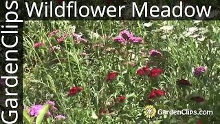 Gardening w Wildflowers  How to plant and maintain a wildflower meadow  North American Wildflowers [upl. by Christianna717]