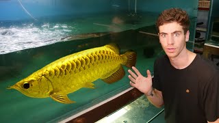 24000 GOLD AROWANA  Inside Worlds LARGEST Rare Arowana Fish Breeder [upl. by Ahsienal]