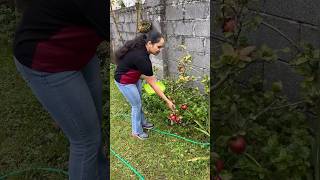 ഈ കുഞ്ഞി Apple മരം ഞങ്ങളെ ഞെട്ടിച്ചുIreland Malayalam vlogDay in my lifelife in Irelandshorts [upl. by Mendel]