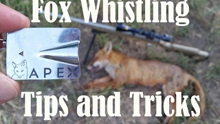 How to whistle in foxes Fox whistling tips and tricks [upl. by Eiduj380]