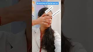 Facial nerve branches physioinsightss physicaltherapy youtubeshorts trendingshortsviralvideo [upl. by Barmen]