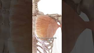 The Pectoralis Minor Muscle [upl. by Nimsaj]