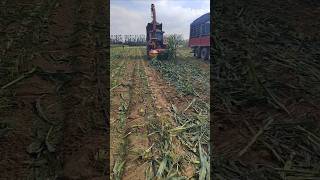 Silage harvesting – good tools and machinery make work more efficient [upl. by Weinstock]