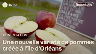 Une pomme créée à lîle dOrléans [upl. by Veradis]