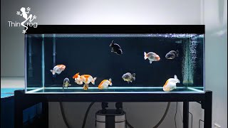 Setting up my NEW GOLDFISH TANK  Part 2 Adding New Fish 兰寿金鱼入缸 [upl. by Chladek]