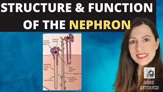 ALevel Biology Structure of the NEPHRON Ultrafiltration and selective reabsorption in the kidney [upl. by Leuneb474]