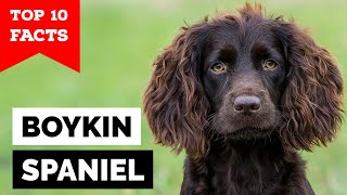 Boykin Spaniel  Top 10 Facts [upl. by Prue]