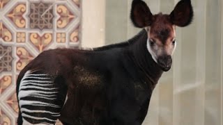 Okapi kalfje Qira  Okapi calf Qira  ZOO Antwerpen [upl. by Elfrida]