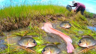 Best Hand Fishing  find and catch a lot of fishes under water in rice field by best hand fisherman [upl. by Aivatal789]