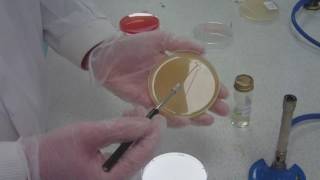 How to streak plating for microbiology take 5 [upl. by Andeee]