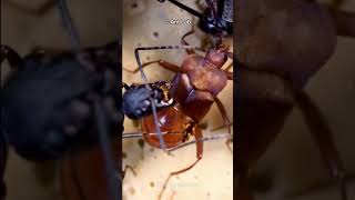 This Beetle Can Trick Ants [upl. by Lahcym]