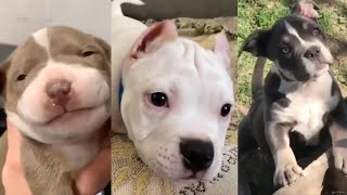 Pitbulls Being Wholesome EP 6  Funny and Cute Pitbull Compilation [upl. by Fayth]