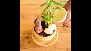 Miniature Garden  How To Make DIY Praying Buddha Miniature Garden With Lucky Bamboo  nurserylive [upl. by Nina938]