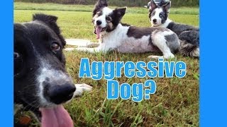 If your dog is aggressive where do you start [upl. by Ueihtam]