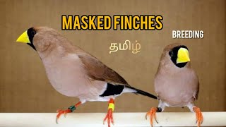 Masked finchGrass Yellow beak finchExotic finchesNew breeding video Mps farm [upl. by Nairolf]