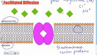 Bio B10  Facilitated Diffusion Passive Transport [upl. by Atse]