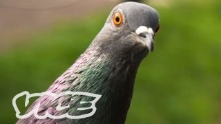 Chinas Millionaire Pigeon Racers Part 13 [upl. by Areta447]