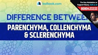 Difference between Parenchyma Collenchyma amp Sclerenchyma  SSC CGL Biology  GS for RRB NTPC amp JE [upl. by Spiegelman]