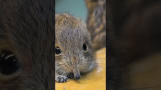 Discover The Fascinating World Of Elephant Shrews 🐾 [upl. by Matelda]