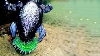 SEA ANEMONE EATS BIRD [upl. by Beulah220]