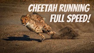 Cheetah Running Full Speed  True Facts [upl. by Mctyre]