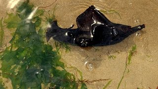 Belle Limace de Mer  Sea Slug  en bord détang à Palavas les flots [upl. by Uund]