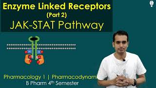 Enzyme Linked Receptor part 2 JAK STAT Pathway  Non Receptor Tyrosine Kinase [upl. by Hugues559]