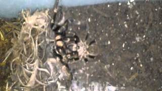 Rear Horned Baboon Spiders Mating [upl. by Roselane205]