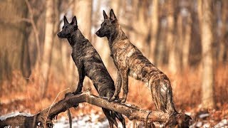 Dutch Shepherd Super Protection [upl. by Ramunni]