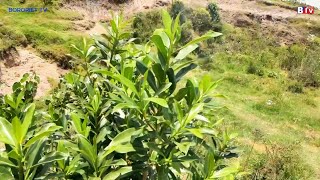 4K OLIVE FOREST THAT IS SPRINGING BACK TO LIFEFORESTS ABILITY TO REGENERATECHEPALUNGU FOREST [upl. by Llered]