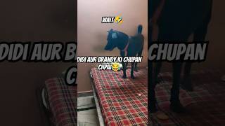 Didi Aur Brandy Ki Chupan Chupai vlog brandy doglover funny pets dog dogshorts minivlog [upl. by Namolos514]