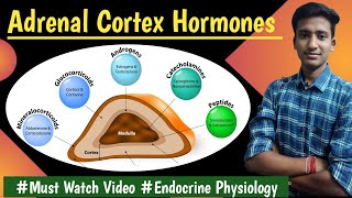 Corticosteroids Adrenal Cortex Hormones Endocrine Physiology LecturesMBBS Ashish [upl. by Glogau960]