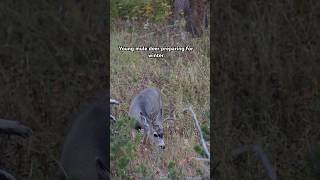 Mule Deer Browsing For Food  muledeer wildlife naturephotography [upl. by Michelle]