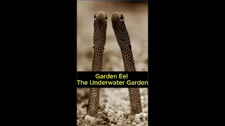 Garden Eel The Underwater Garden shorts animals situations world [upl. by Kask131]