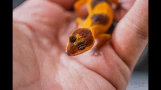 2018 Leopard Gecko HATCHLING UPDATE [upl. by Atela]