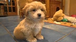 My Shih Poo Maisy meeting my Rabbit Honey [upl. by Kehoe]