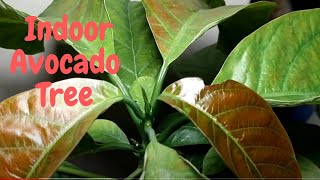 How To Grow an Avocado Tree Indoors [upl. by Peedsaj467]