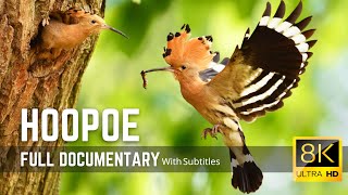 The Hoopoe  Colorful Bird with an Unforgettable Call  8K Cimematic Documentary [upl. by Karisa]