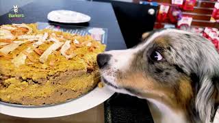 Chicken  carrot cake for dogs [upl. by Idnib115]