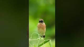 秋のノビタキ♂Autumn Saxicola torquatus♂402野鳥shorts [upl. by Chun]