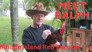 Meet Ralph The Rhode Island Red Rooster [upl. by Adnahsal421]