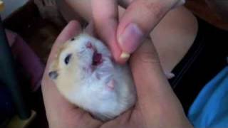 My hamster Mochi yawning while eating cheese [upl. by Catharina]