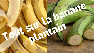 Cest quoi le bananier plantain  son origine comment le mange t on patijoelle9810 [upl. by Sherourd629]