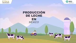 Producción de leche en México [upl. by Tasia]