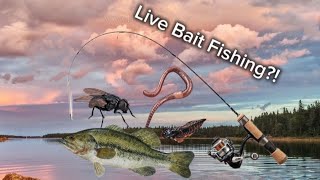 Live Bait Fishing [upl. by Hellah]